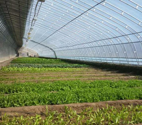陜西種植大棚 陜西種植大棚