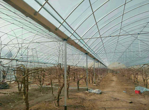 陜西溫室大棚 陜西溫室大棚