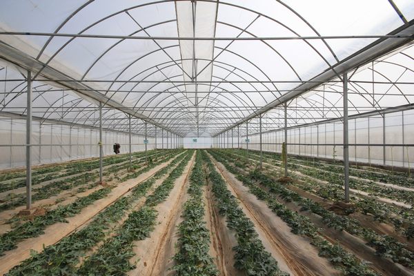 西安蔬菜大棚 西安蔬菜大棚