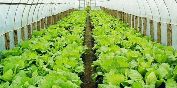 陜西溫室大棚 陜西溫室大棚