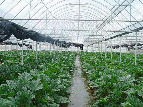 陜西復(fù)合型大棚價(jià)格