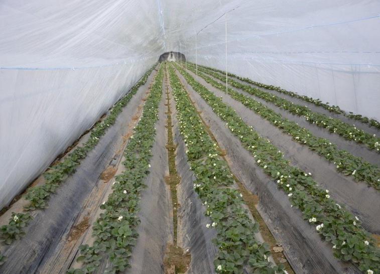 陜西溫室大棚廠家 陜西溫室大棚廠家